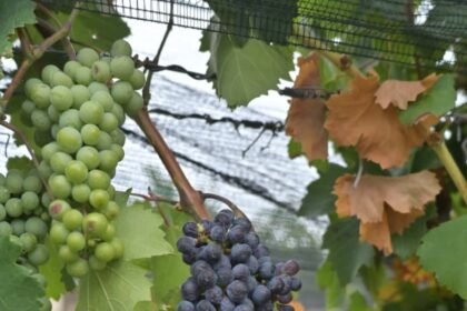 Éxito en la conclusión de la Semana del Vino en Guanajuato 2026.