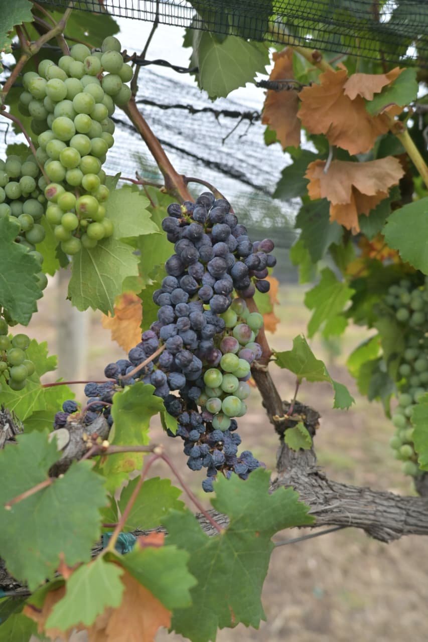 Éxito en la conclusión de la Semana del Vino en Guanajuato 2026.