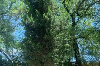 Fallece joven en Guanajuato por picaduras de abeja; otros nueve afectados
