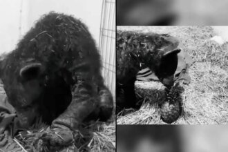 Fallece la osa "Mina" tras nueve meses de rescate en Hidalgo.