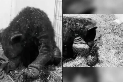 Fallece la osa "Mina" tras nueve meses de rescate en Hidalgo.