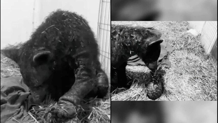 Fallece la osa "Mina" tras nueve meses de rescate en Hidalgo.