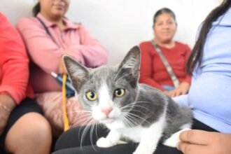 gato 2
