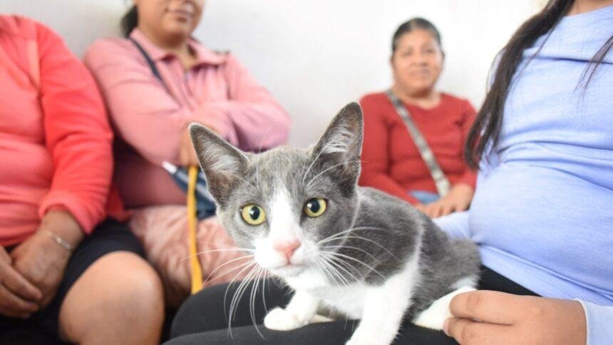 gato 2