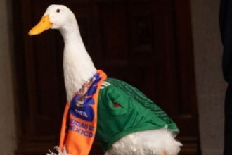 IMPI confirma que la marca del Pato Merlín es de su familia.