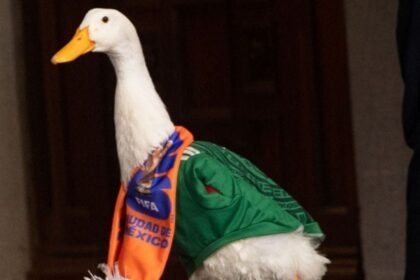 IMPI confirma que la marca del Pato Merlín es de su familia.