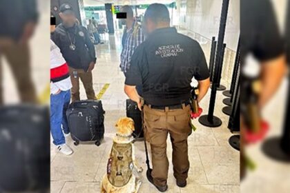 interceptan 50 kilogramos de cocaina en aeropuerto internacional de tijuana Interceptan 50 kilogramos de cocaína en Aeropuerto Internacional de Tijuana