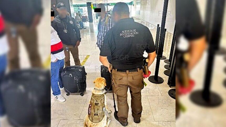 interceptan 50 kilogramos de cocaina en aeropuerto internacional de tijuana Interceptan 50 kilogramos de cocaína en Aeropuerto Internacional de Tijuana