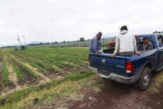 Lluvias benefician al campo de Irapuato; bordos solo al 40% de su capacidad