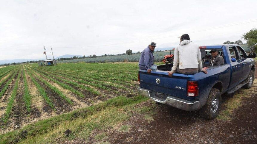 Lluvias benefician al campo de Irapuato; bordos solo al 40% de su capacidad