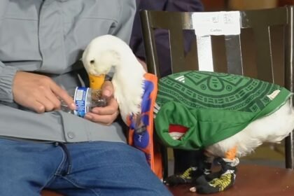 Merlín, el pato, es presentado en conferencia por Sheinbaum tras viralización.