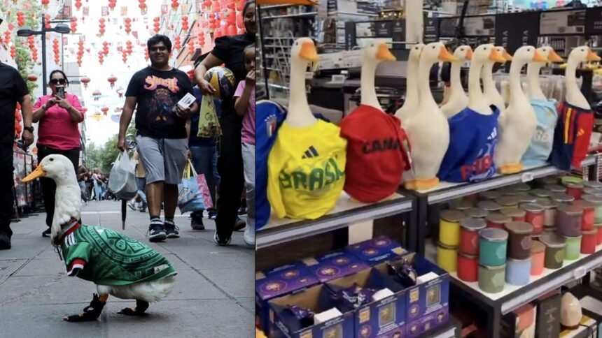 Merlín, el pato que conquiste Canadá con su imagen del Mundial 2026