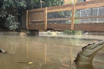 nino de tres anos cae en zona de cocodrilos en Niño de tres años cae en zona de cocodrilos en zoológico de Inglaterra
