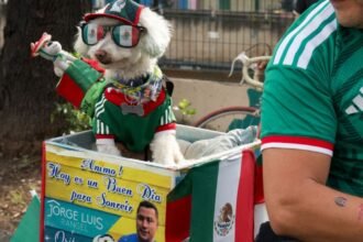 Osito, el perro rescatado que conquista corazones en el Mundial