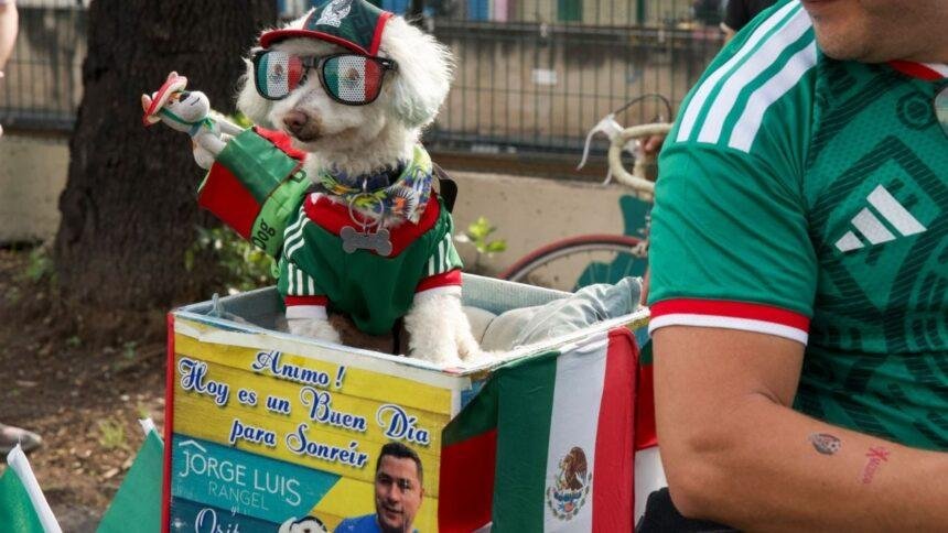 Osito, el perro rescatado que conquista corazones en el Mundial