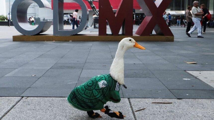 Pato Merlín es embajador oficial del Mundial 2026 en Ciudad de México