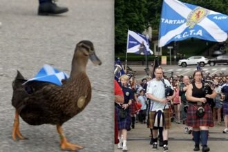 Pato se une a fans escoceses en apoyo a su selección del Mundial 2026