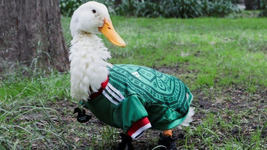 Peluche del pato Merlín arrasa en el Fan Fest del Zócalo