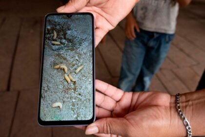 Primeros casos de gusano barrenador en Guanajuato afectan a dos adultos mayores.