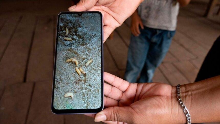 Primeros casos de gusano barrenador en Guanajuato afectan a dos adultos mayores.