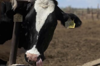 Suspensión de importación de animales vivos desde EE. UU. a México por brote
