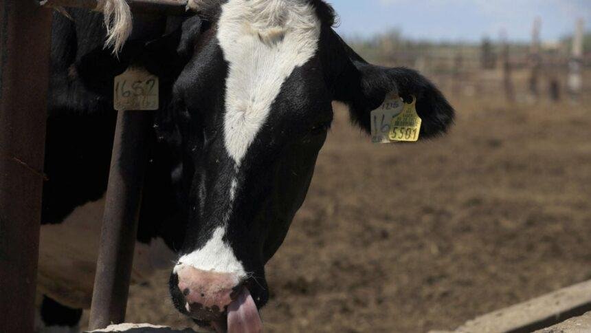 suspension de importacion de animales vivos desde ee uu a Suspensión de importación de animales vivos desde EE. UU. a México por brote