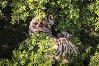 Tigre escapado en Edomex es localizado tras más de 18 horas de búsqueda