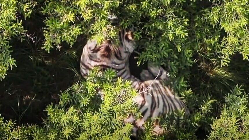 Tigre escapado en Edomex es localizado tras más de 18 horas de búsqueda