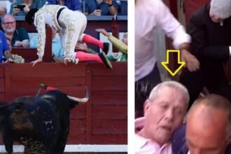 Toro escapa en Las Ventas y hiere a un trabajador de la plaza