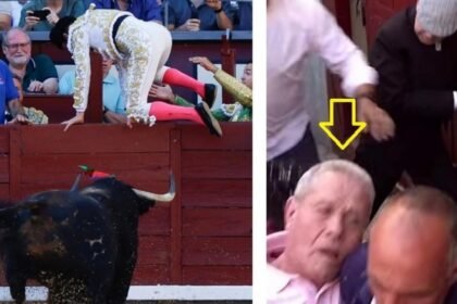Toro escapa en Las Ventas y hiere a un trabajador de la plaza