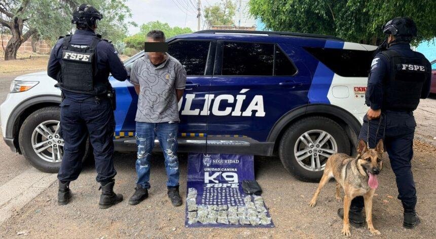 Unidad Canina K9 asegura casi 500 dosis de droga en León, detiene a hombre.