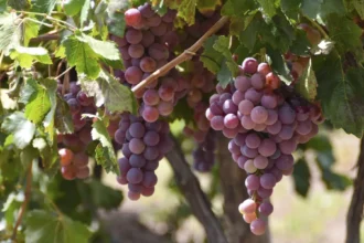 Aguascalientes, 5° Productor de Uva: Oportunidades para Turistas