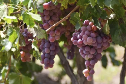 Aguascalientes, 5° Productor de Uva: Oportunidades para Turistas