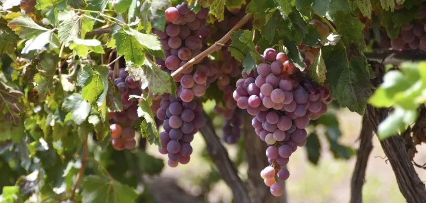 Aguascalientes, 5° Productor de Uva: Oportunidades para Turistas