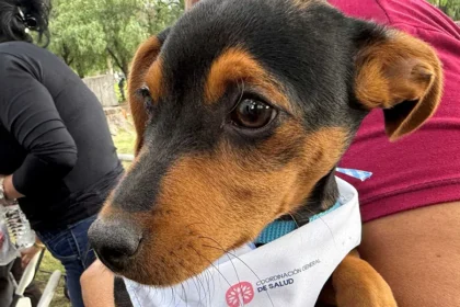 Aguascalientes: Festival Local Por El Día Del Perro