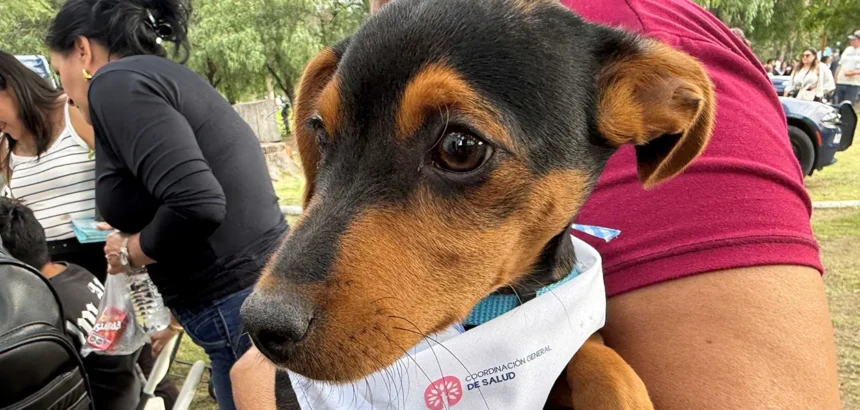 Aguascalientes: Festival Local Por El Día Del Perro