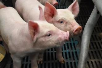 Aguascalientes: Principal Productor de Carne de Cerdo en la Región