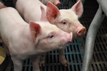 Aguascalientes: Principal Productor de Carne de Cerdo en la Región