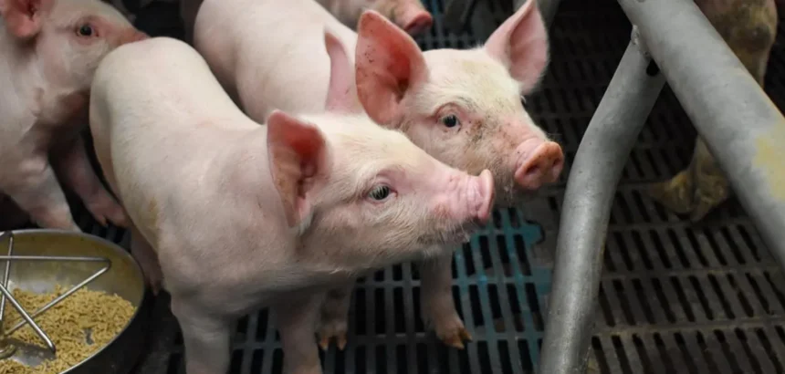 Aguascalientes: Principal Productor de Carne de Cerdo en la Región