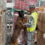 AIFA decomisa 84 mil cigarrillos apócrifos en envío procedente de Bélgica