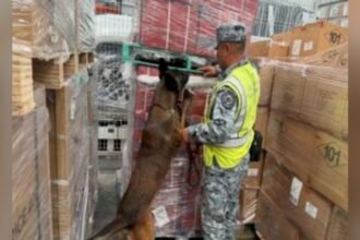 AIFA decomisa 84 mil cigarrillos apócrifos en envío procedente de Bélgica