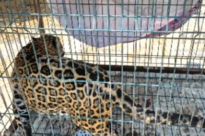 aseguran jaguar puma pony y otros animales exoticos en jalisco Aseguran jaguar, puma, pony y otros animales exóticos en Jalisco
