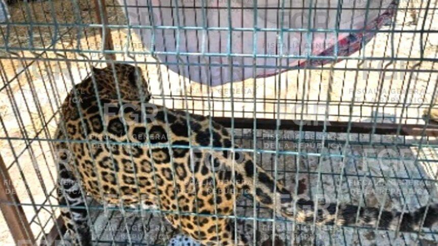 Aseguran jaguar, puma, pony y otros animales exóticos en Jalisco