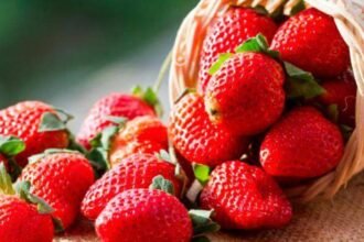 Berries, brócoli y lechuga impulsan agricultura por contrato en Guanajuato