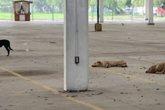 Celaya impulsa alternativas para proteger a perros y gatos ferales