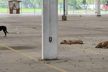 Celaya impulsa alternativas para proteger a perros y gatos ferales