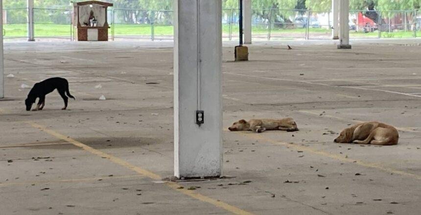 Celaya impulsa alternativas para proteger a perros y gatos ferales