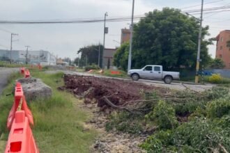 Celaya: Protesta por tala de árboles genera debate político local