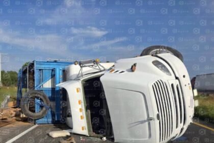 celaya vuelca trailer con 240 borregos en la autopista salamanca Celaya: vuelca tráiler con 240 borregos en la autopista Salamanca