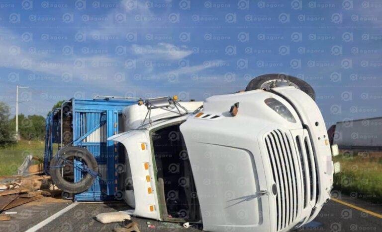 Celaya: vuelca tráiler con 240 borregos en la autopista Salamanca